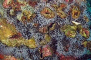 Polycarpa sp, Polycarpa aurata, Celleporaria sibogae