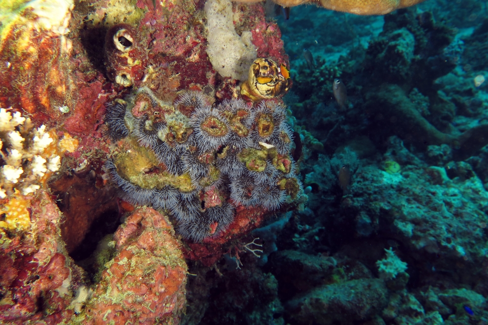 Polycarpa sp, Polycarpa aurata, Celleporaria sibogae