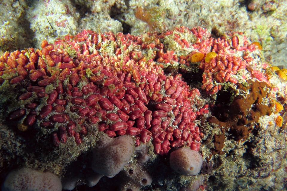 Eusynstyela latericius