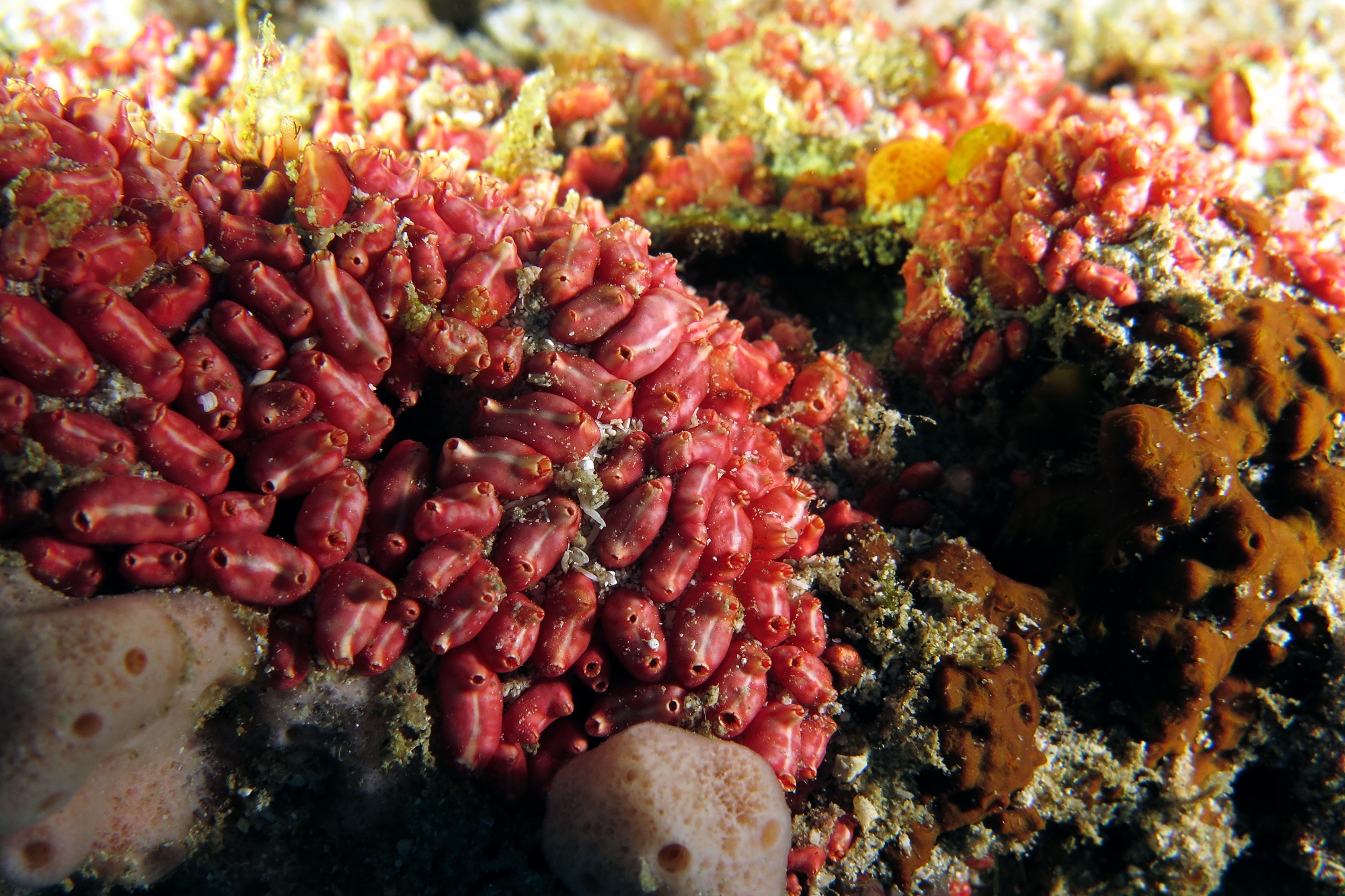 Eusynstyela latericius