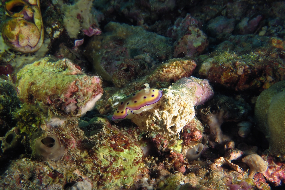 Goniobranchus kuniei