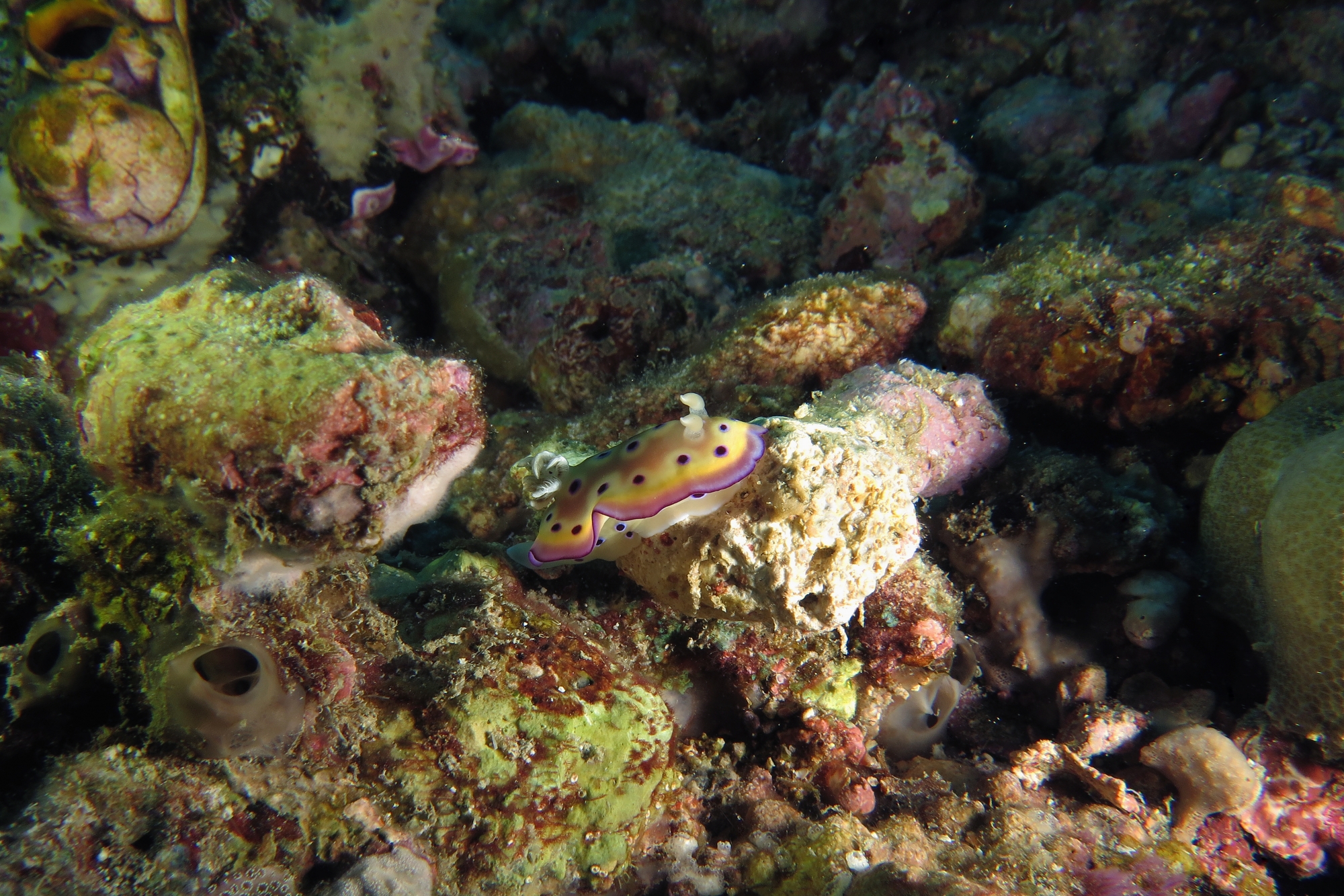 Goniobranchus kuniei