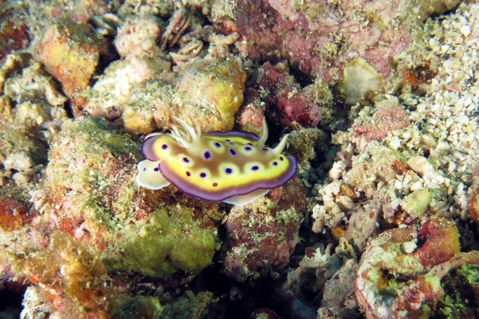 Goniobranchus kuniei