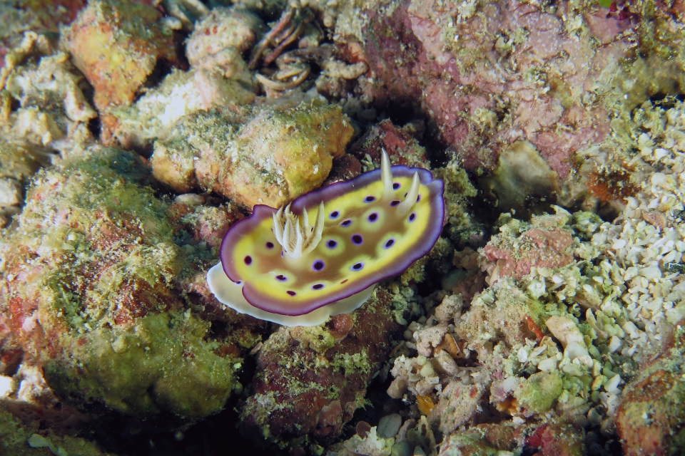 Goniobranchus kuniei