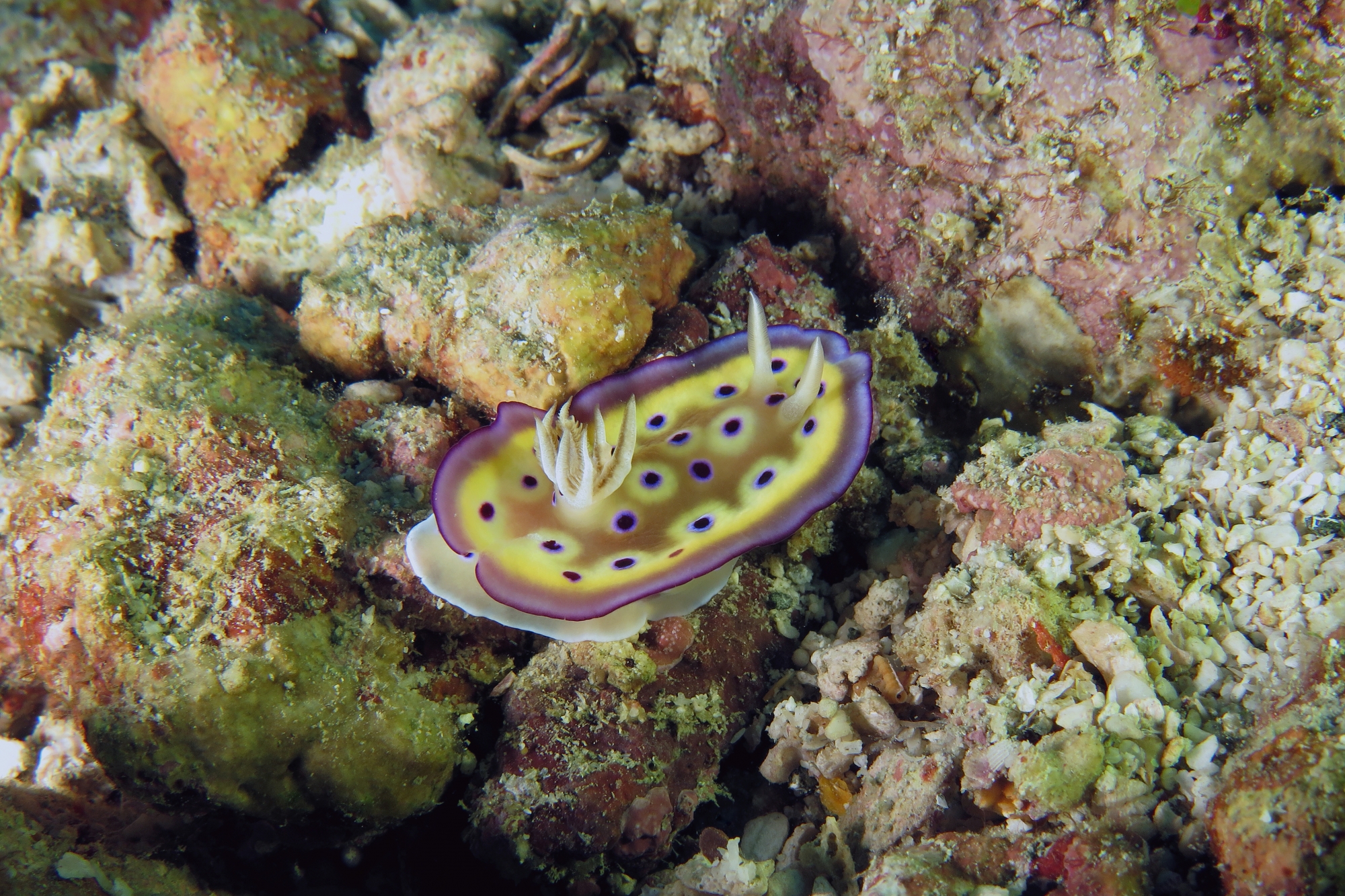 Goniobranchus kuniei