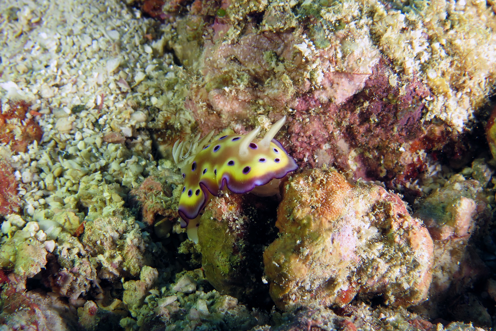 Goniobranchus kuniei