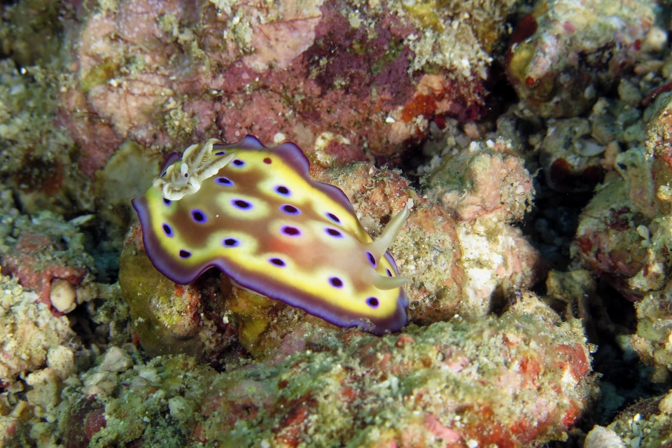 Goniobranchus kuniei