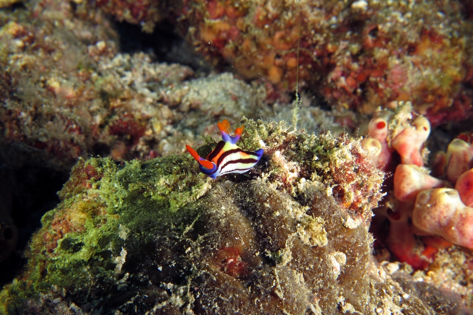 Nembrotha aurea