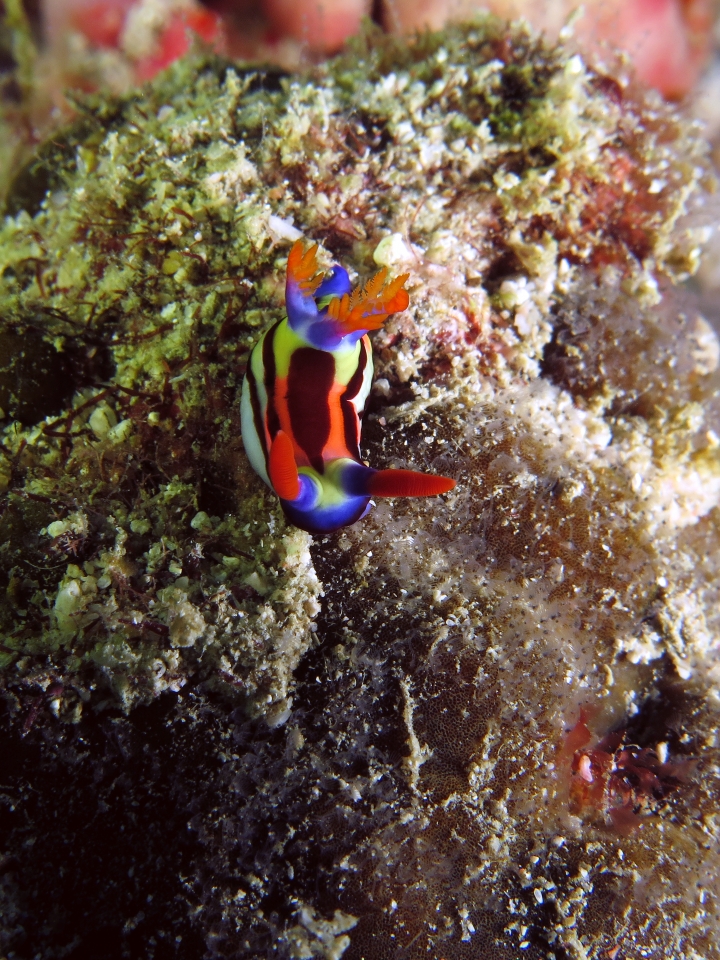 Nembrotha aurea