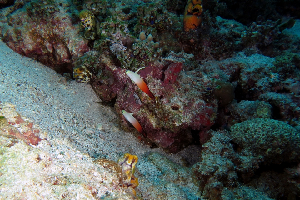 Nemateleotris magnifica
