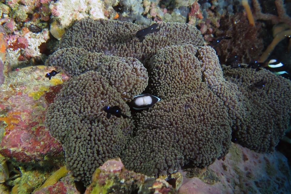 Amphiprion clarkii, Dascyllus trimaculatus, Stichodactyla mertensii