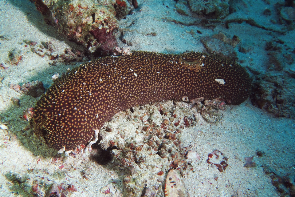 Bohadschia sp