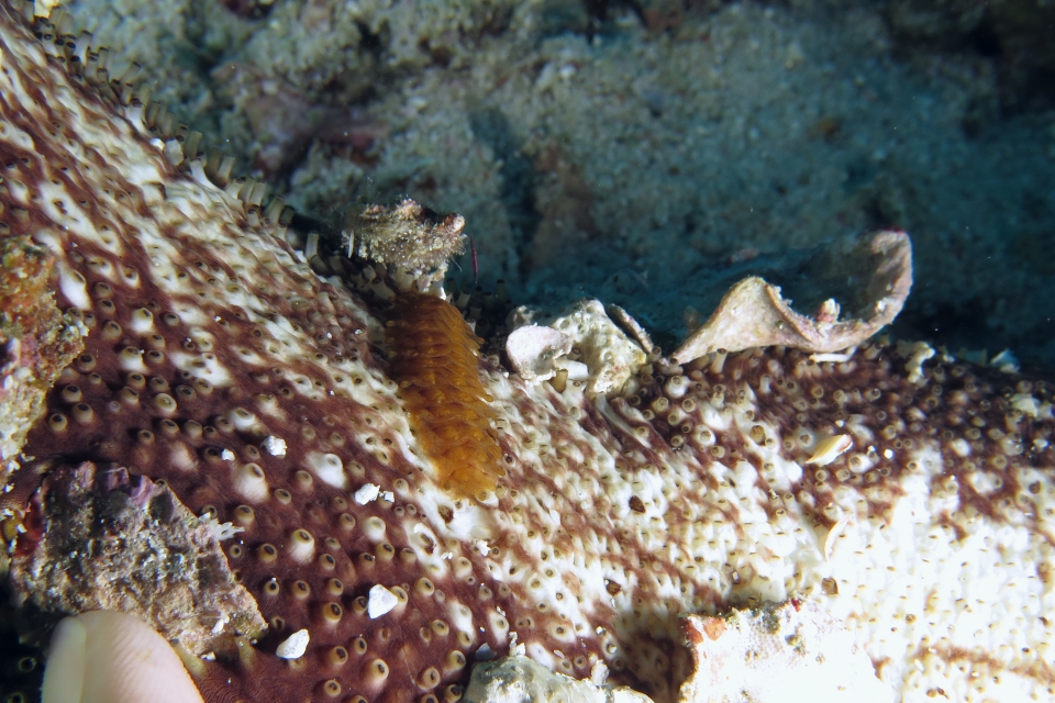 Bohadschia sp, Gastrolepidia clavigera