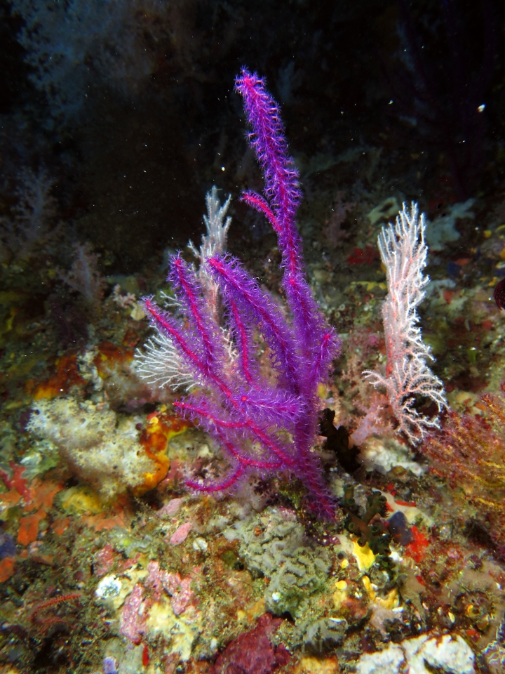 Euplexaura sp. ?