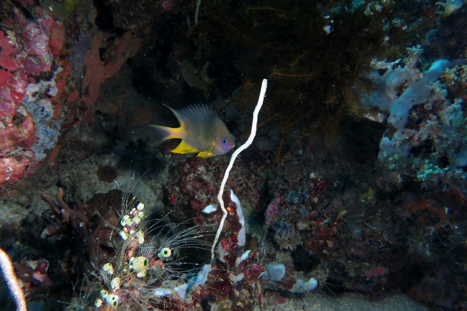 Amblyglyphidodon aureus