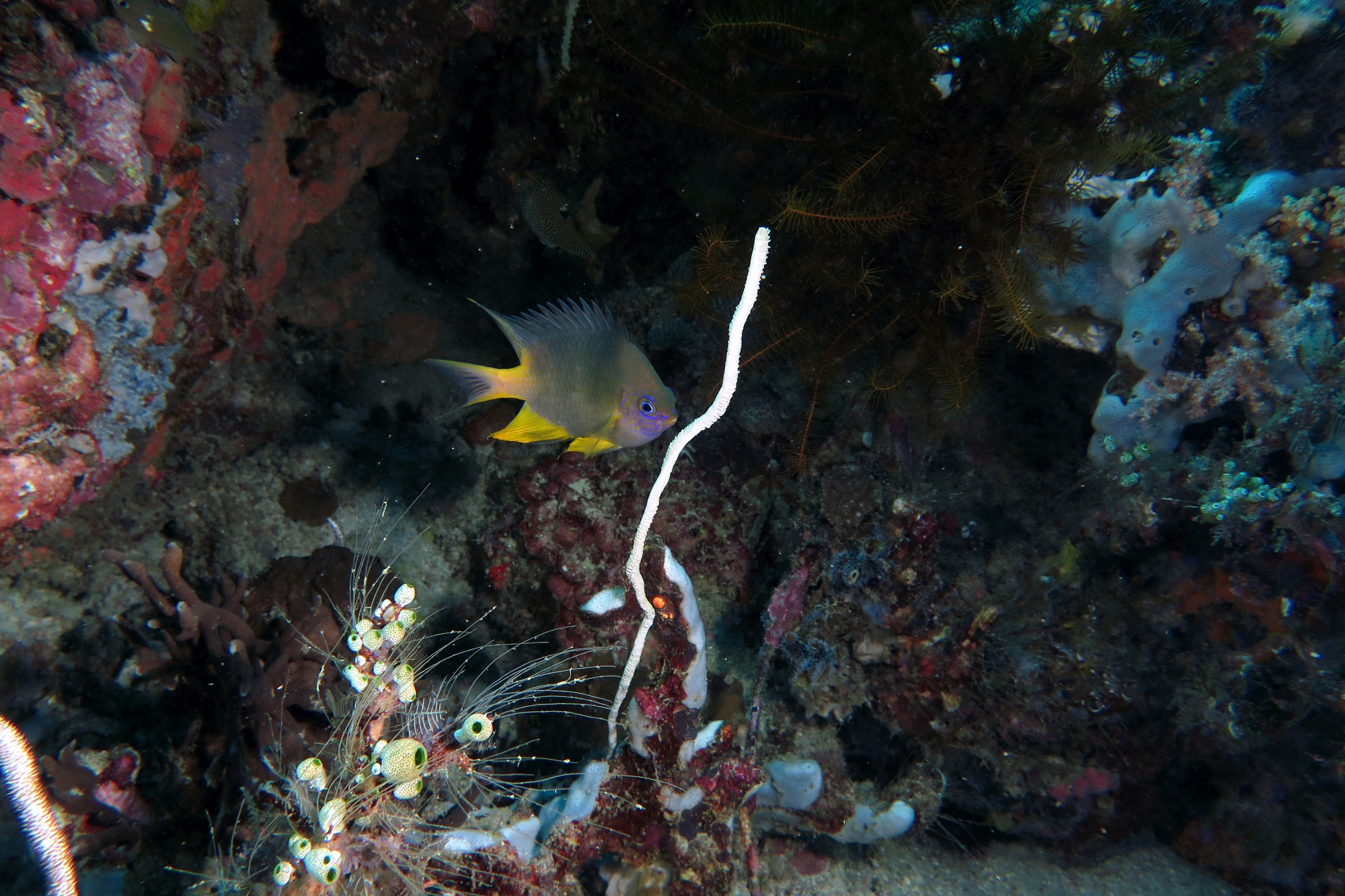 Amblyglyphidodon aureus