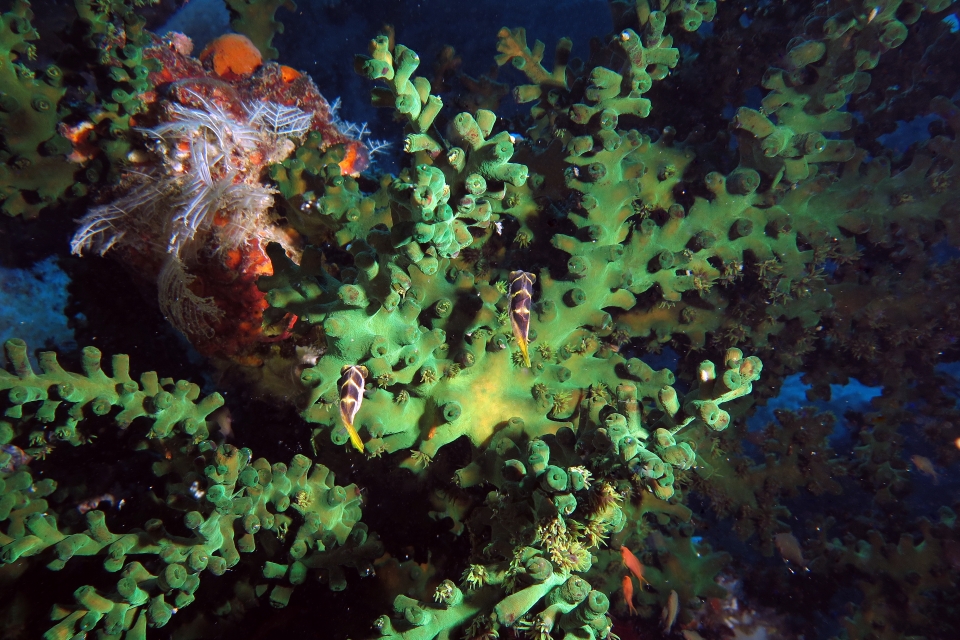 Paraluteres prionurus, Tubastraea micranthus