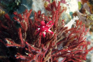 Okenia nakamotoensis, Tropidozoum cellariiforme