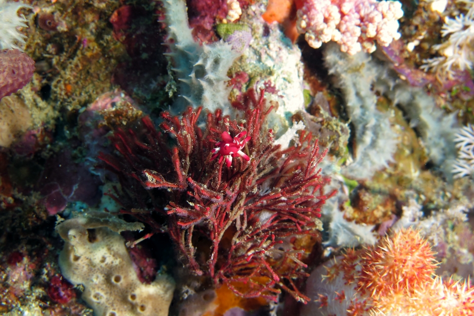 Okenia nakamotoensis, Tropidozoum cellariiforme