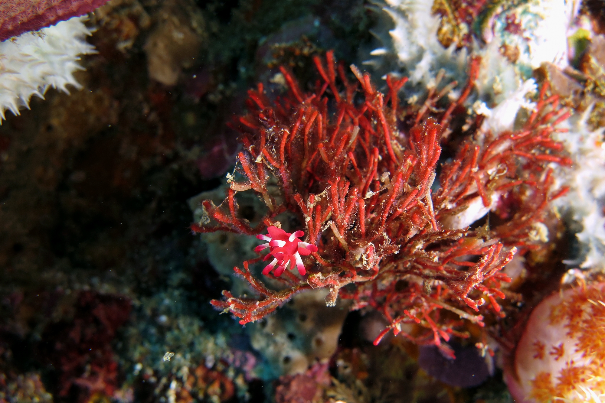 Okenia nakamotoensis, Tropidozoum cellariiforme