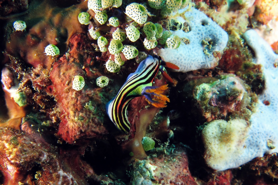 Nembrotha aurea, Atriolum robustum