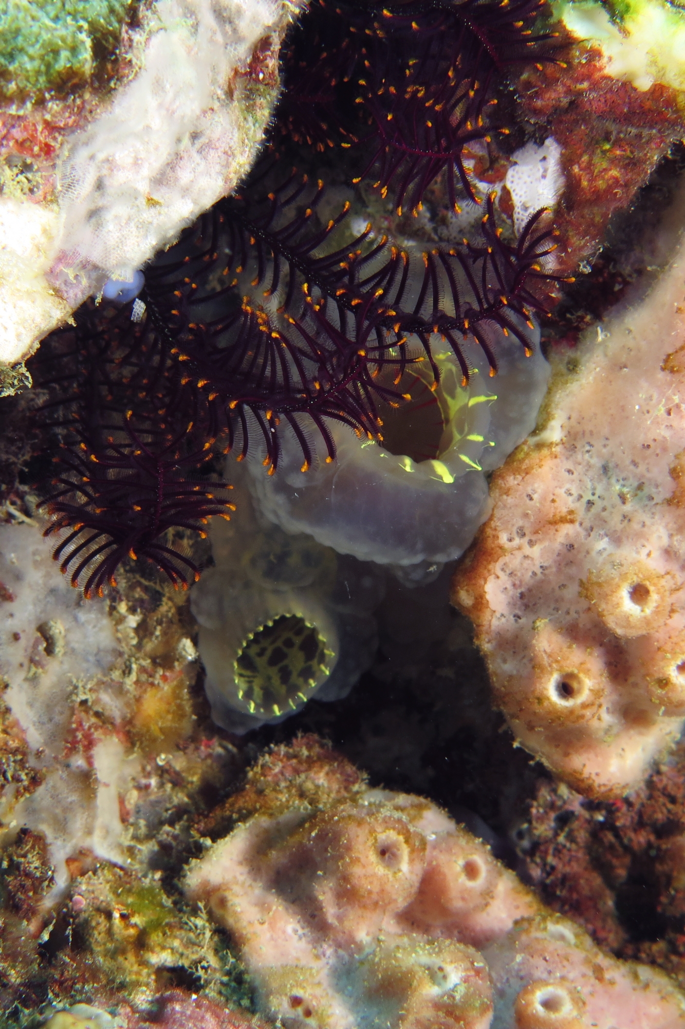 Ascidia ornata, Comanthus parvicirrus
