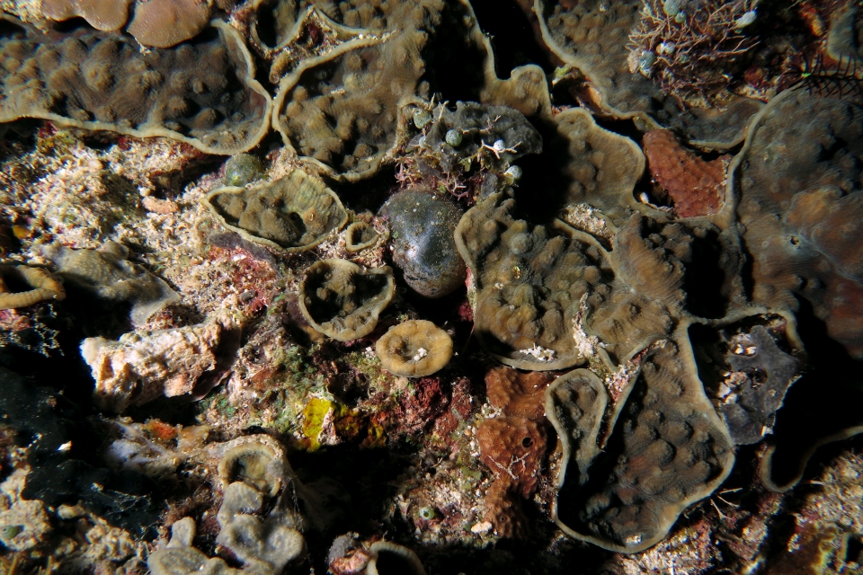 Valonia ventricosa