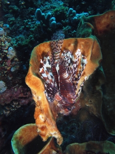 Pterois volitans