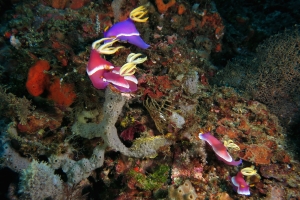 Hypselodoris apolegma