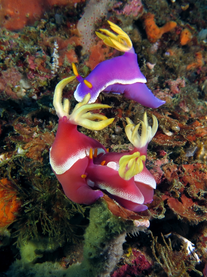 Hypselodoris apolegma