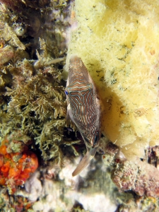 Canthigaster compressa