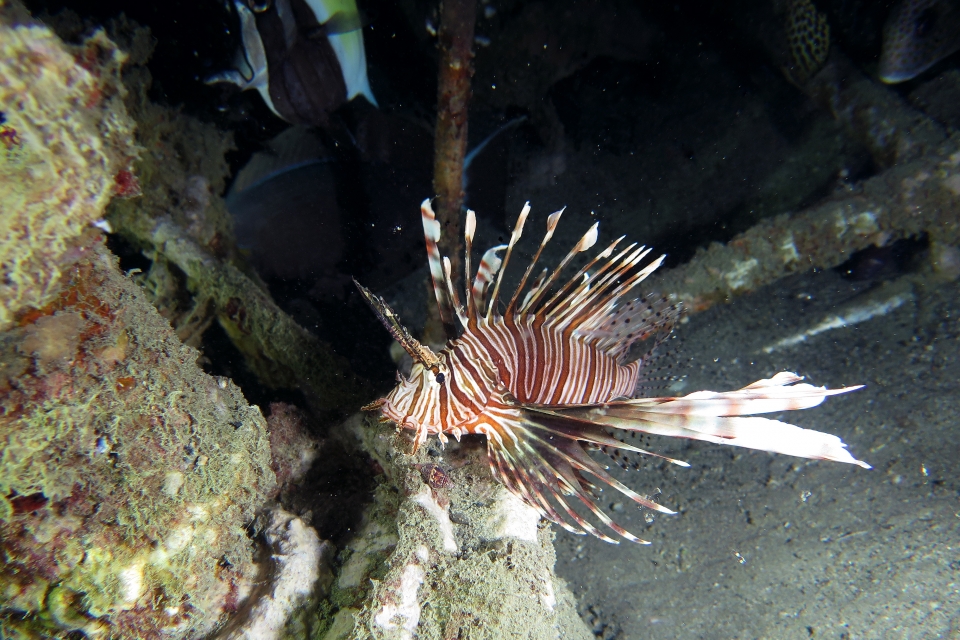 Pterois volitans