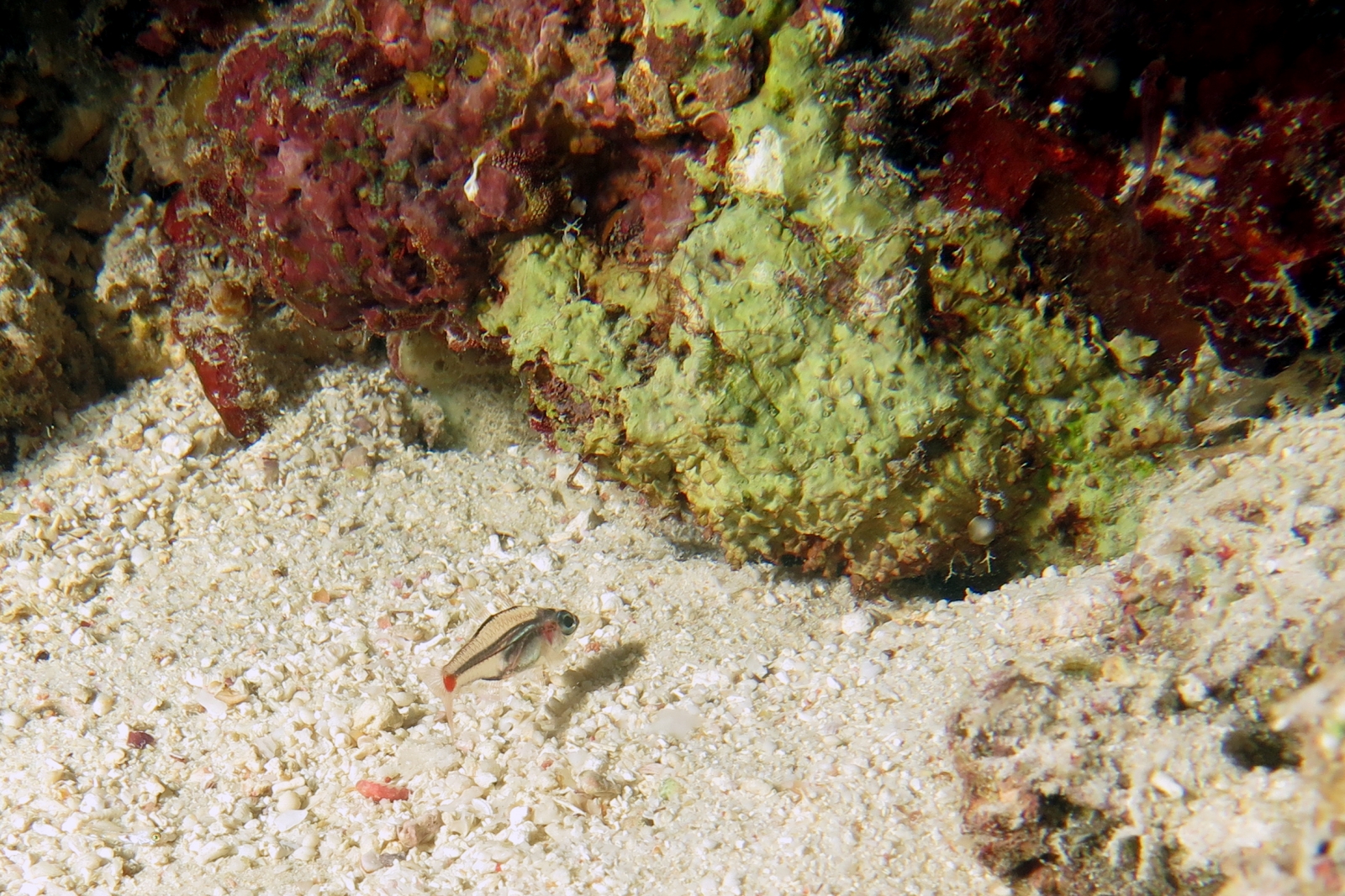 Ostorhinchus parvulus