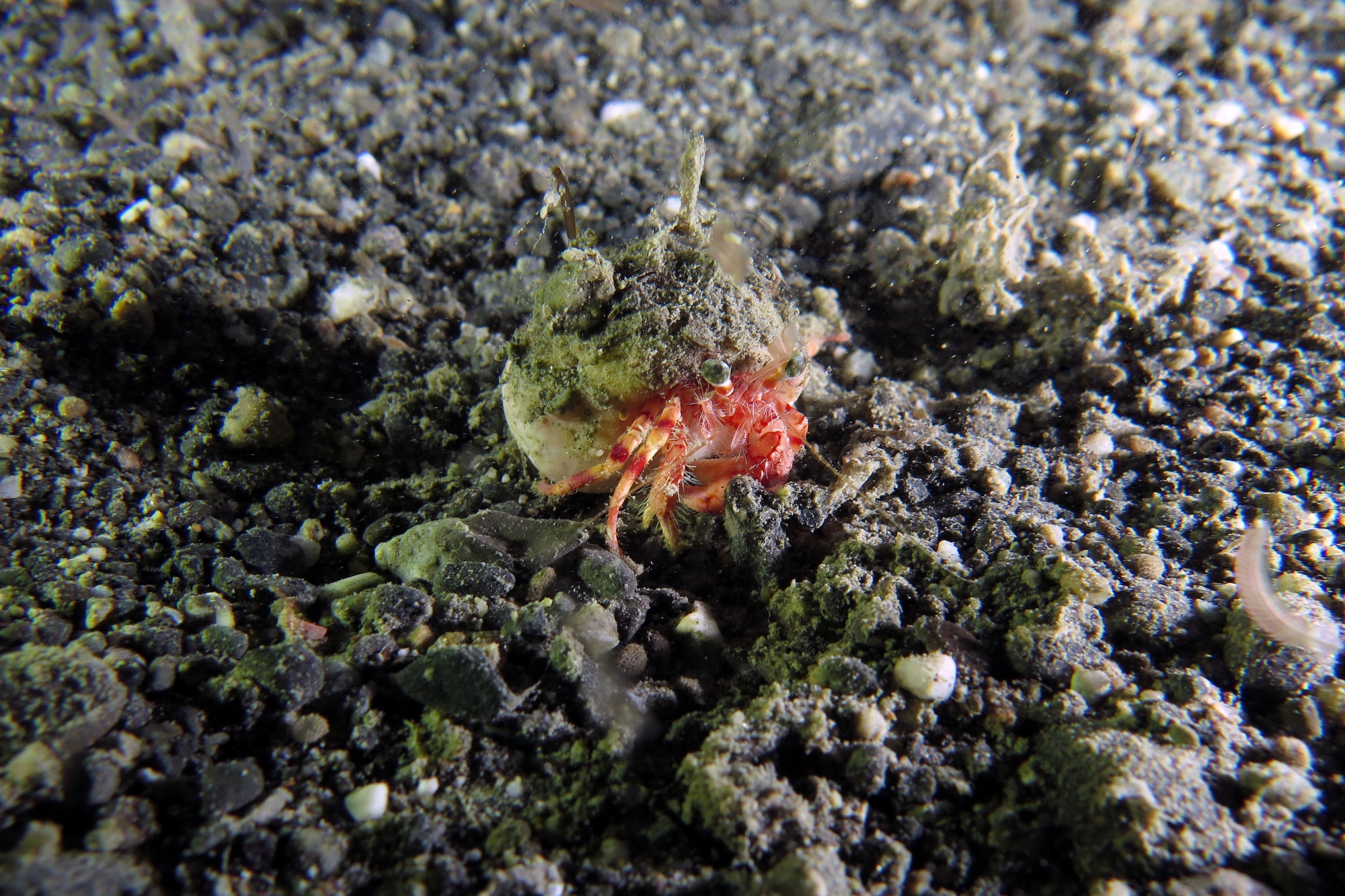 Dardanus pedunculatus