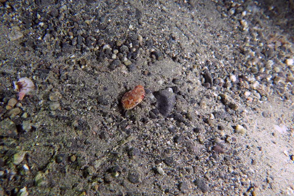 Carupa sp.