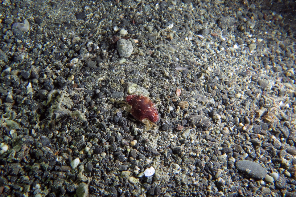 Carupa sp.