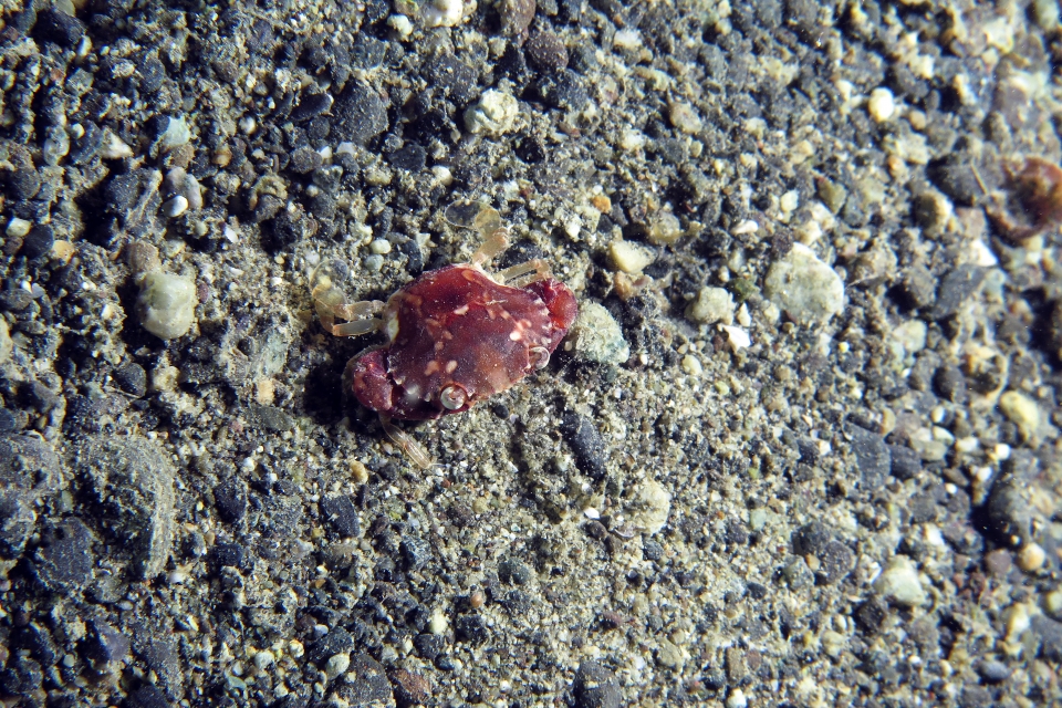 Carupa sp.