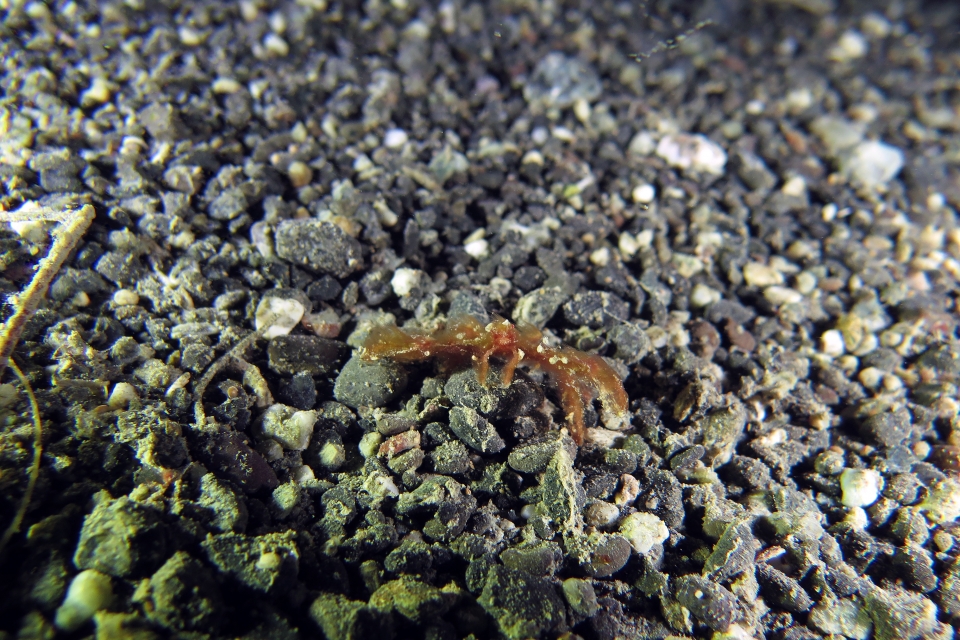 Achaeus japonicus