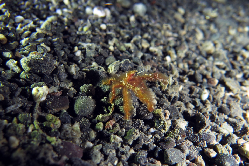 Achaeus japonicus