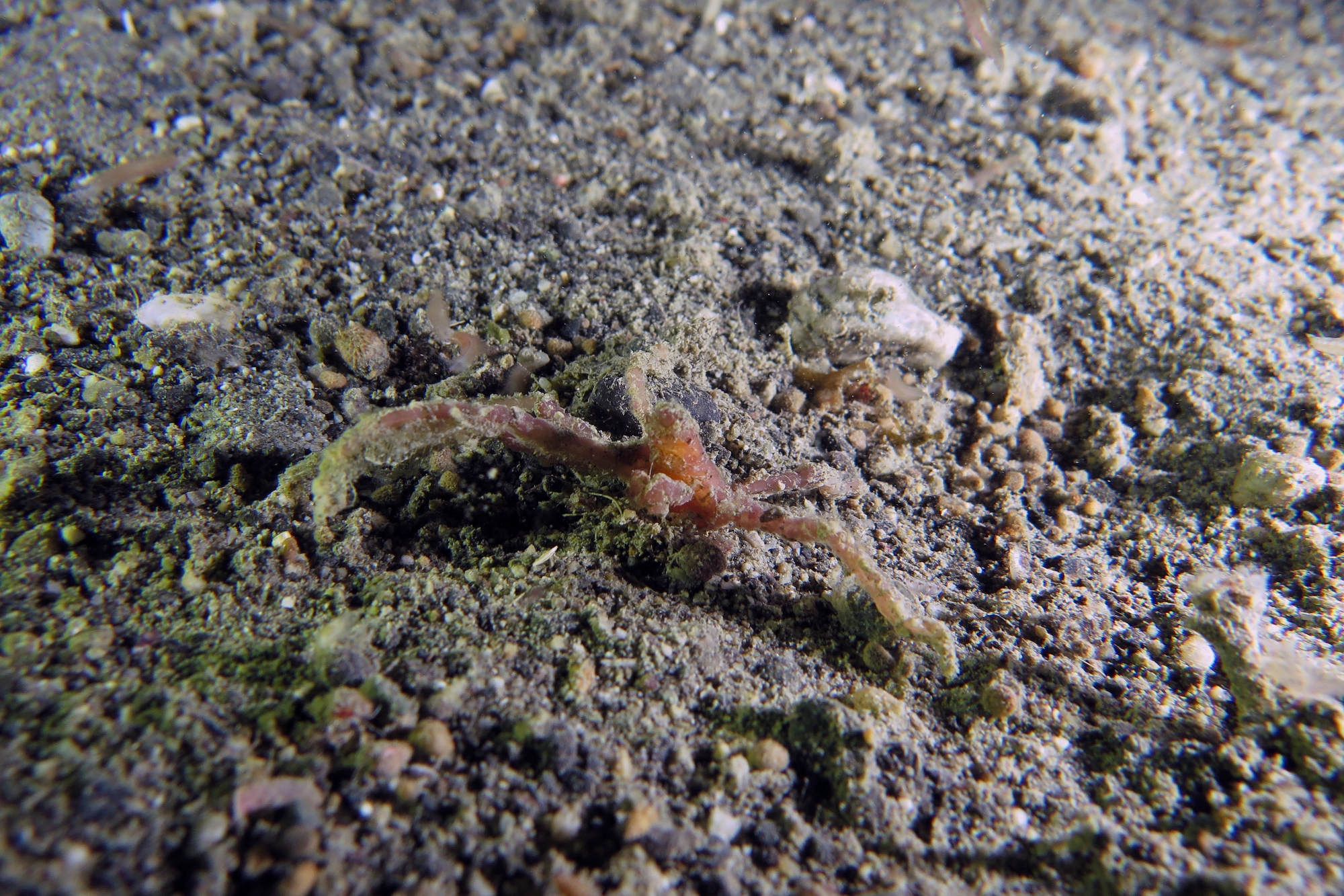 Oncinopus sp.