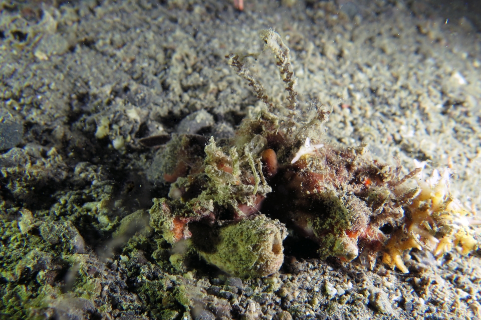 Crabe décorateur