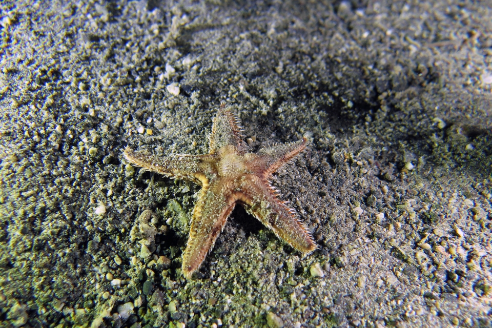 Astropecten sp.