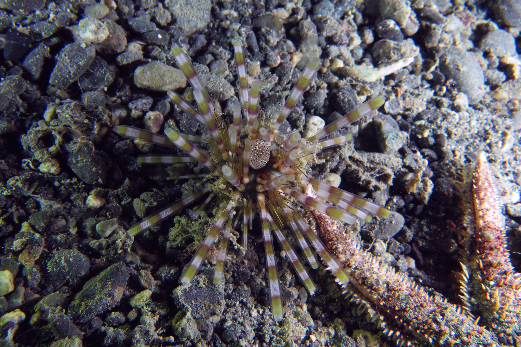 Echinothrix calamaris