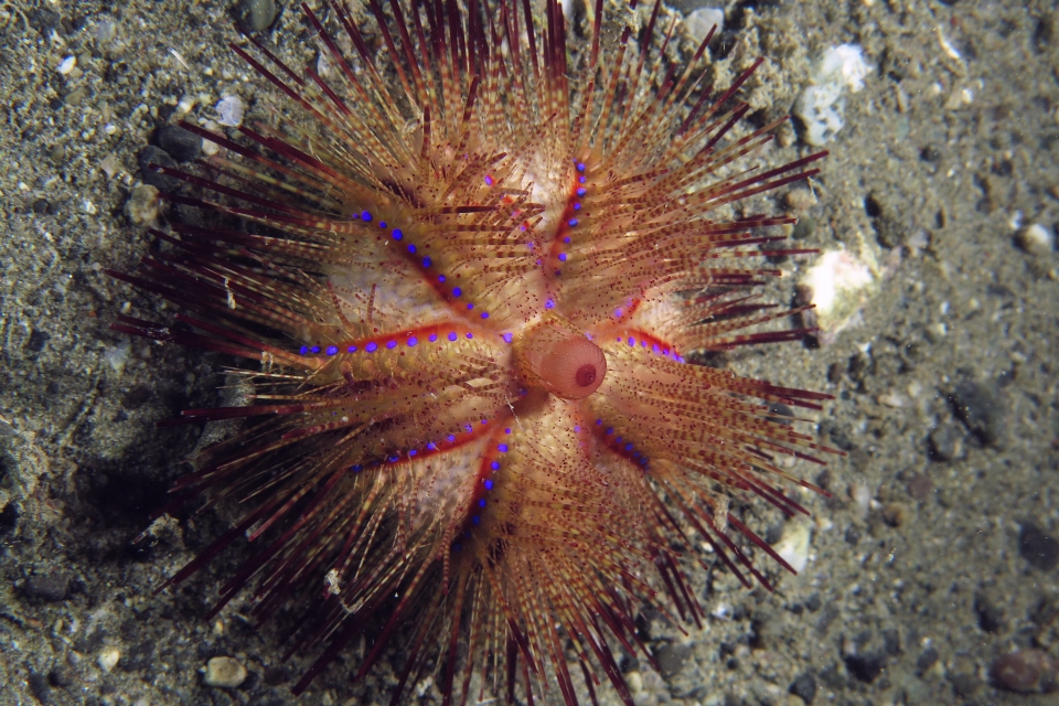 Astropyga radiata