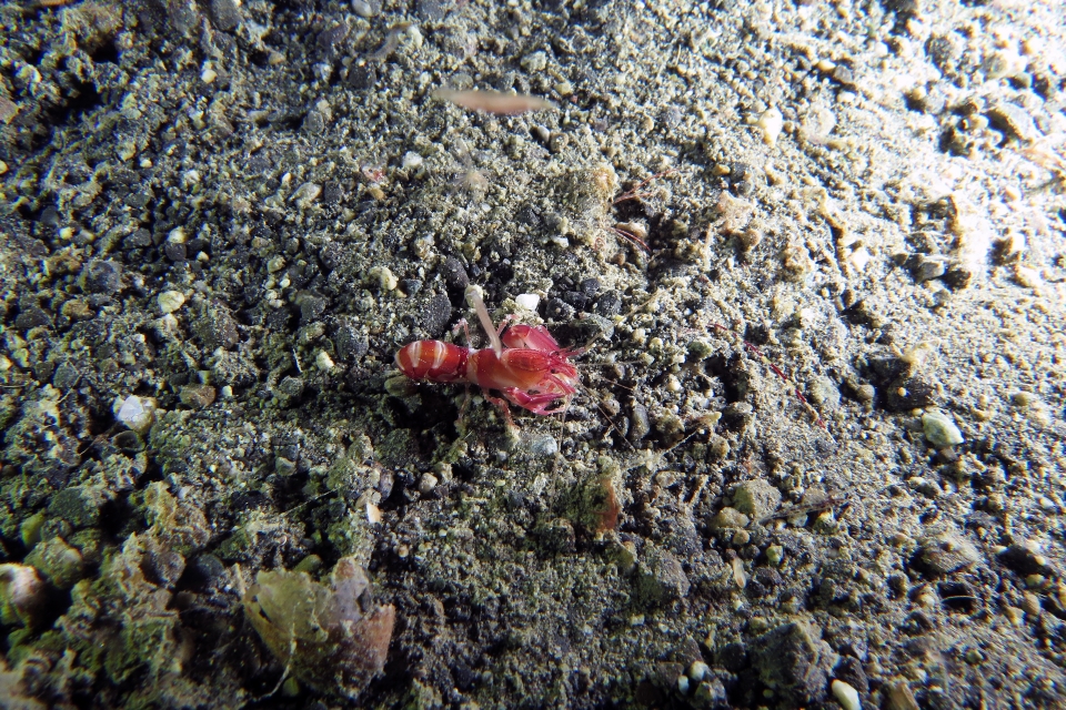 Axiopsis serratifrons
