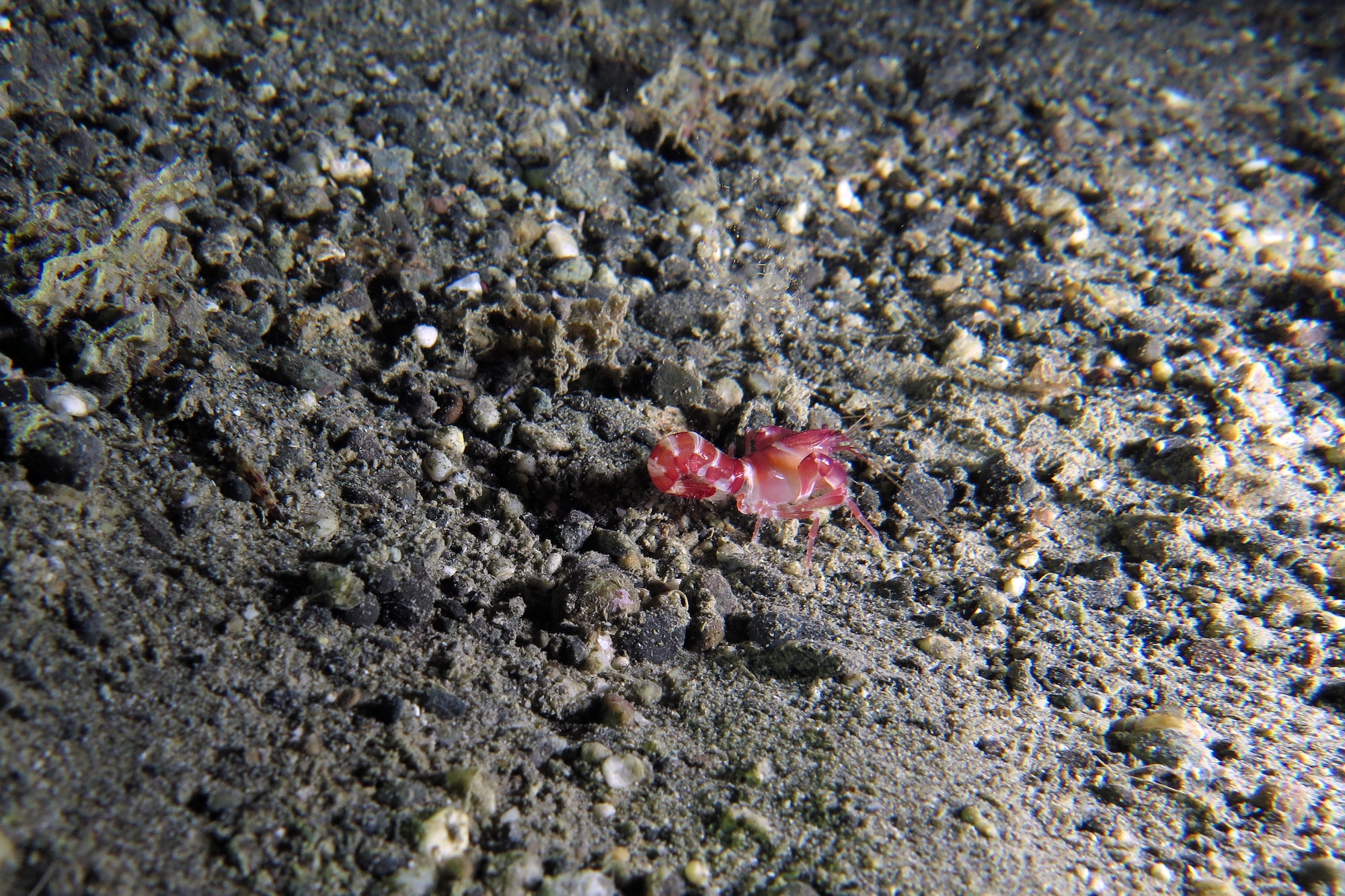 Axiopsis serratifrons
