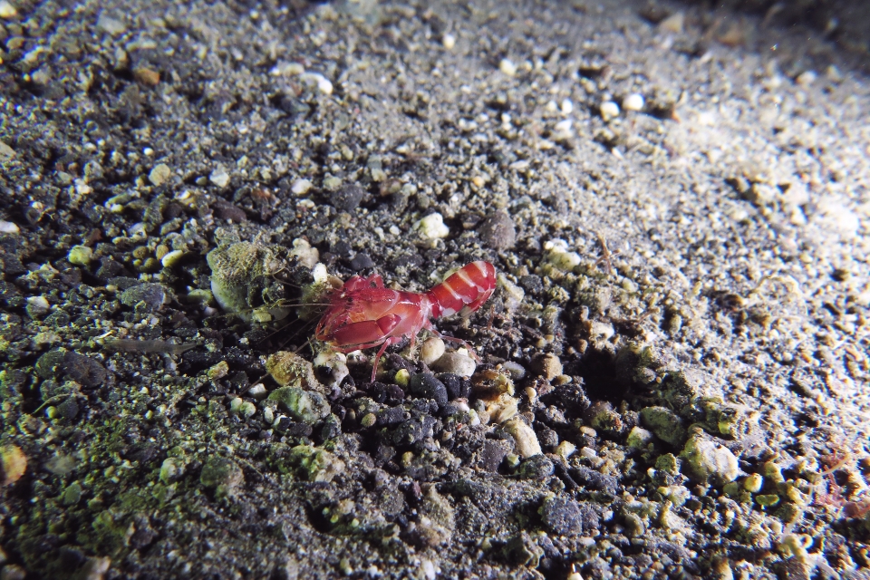 Axiopsis serratifrons