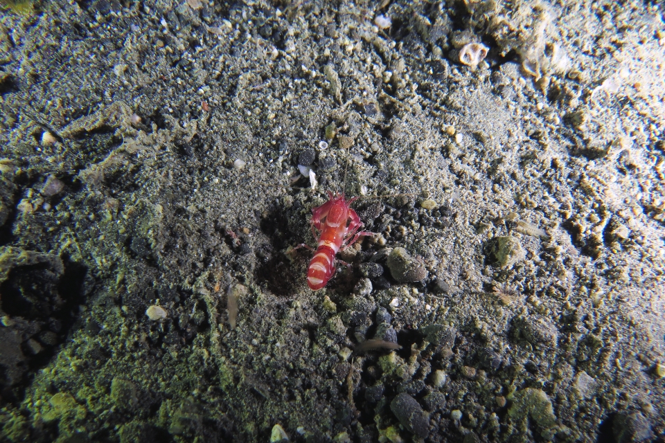 Axiopsis serratifrons