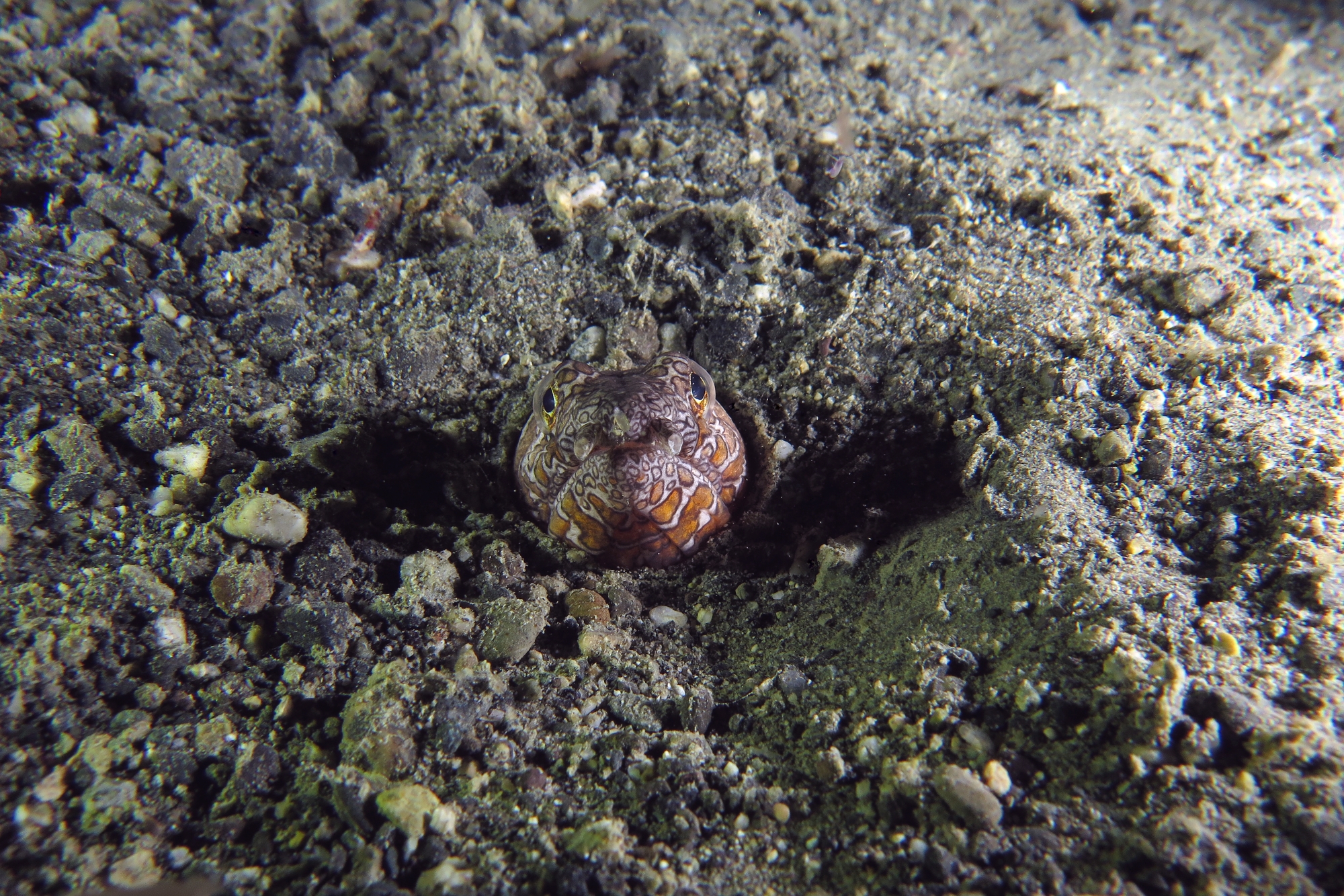 Ophichthus bonaparti