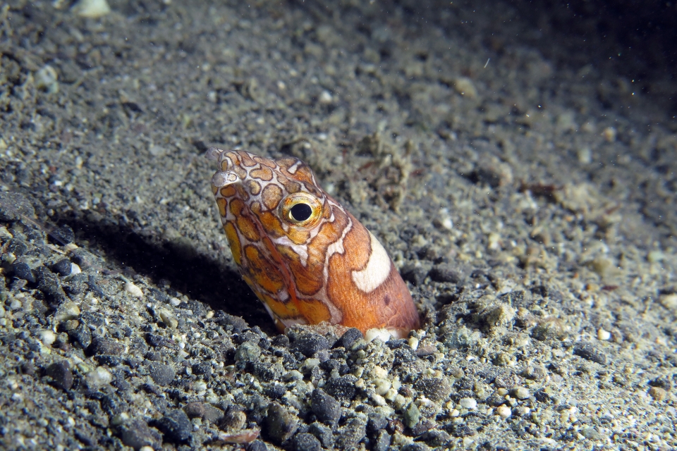 Ophichthus bonaparti
